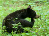 JPG CS 3a Cub Itch-6963.jpg