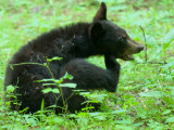 JPG CS 1b Cub Itch-6960.jpg