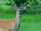 Happy Buck