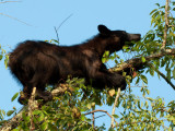  Out On A Limb