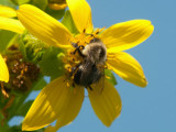 JPG CS 3 Bumblebee -9376.jpg