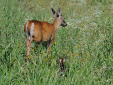 Mama and her newborn.