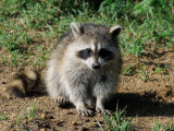 JPG CS 6 Little Coon DSC_5449_021.jpg