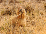  Prairie Dog