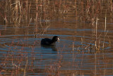 Ole Coot