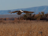 1 Crane Landing