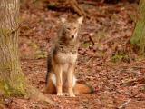JPG CS 1 Coyote Yawn DSC_0405.jpg