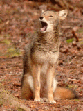 Animated Yawn -216x288.gif