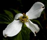 JPG 2CS 1Dogwood P4193351.jpg