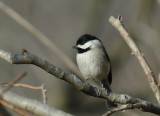 JPG CaS Chickadee DSC_1123.jpg