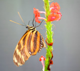 Isabella-Tiger--verso-view.jpg