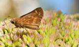 Green-Skipper.jpg