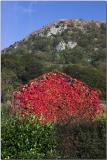 50968519.RedBarn.jpg