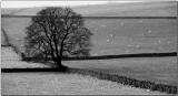 Tree and sheep.jpg
