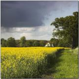 Yellow.jpg