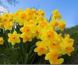 Daffs2.jpg