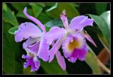 Lavender Orchid