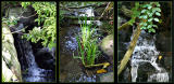 Leaves and Water