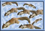 A Flock of Squirrels