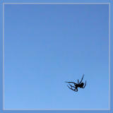 Arachnophotographia!