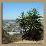 Mission Valley Sentries