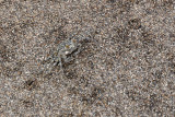 DSC_4006.jpg