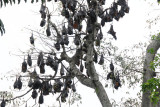 big bats