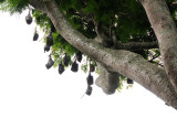 big bats