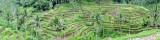 Bali - Rice Terrace