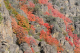Roadside Foliage