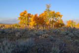 Fall Foliage