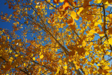 Fall Foliage