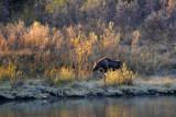 Moose