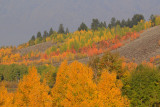 Fall Foliage