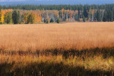Fall Foliage