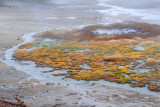 Norris Geyser Basin