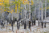 Aspen Trees