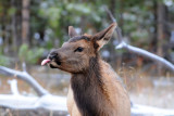 Mule Deer