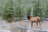 Mule Deer