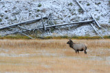 Elk
