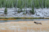 Elk