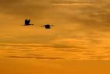 DSC_4664.jpg