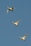 DSC_6393.jpg