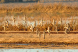 DSC_6521.jpg