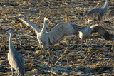 DSC_6595.jpg