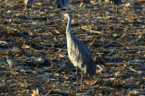 DSC_6602.jpg
