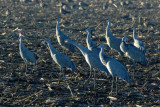 DSC_6781.jpg