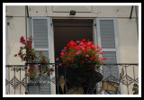 Balcony Flowers