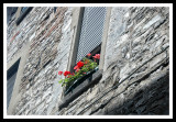 Flowers and Stone