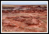 Red Carpet in the Petrified Forest